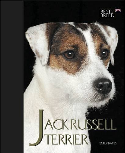 Jack russell terrier - jack, (best