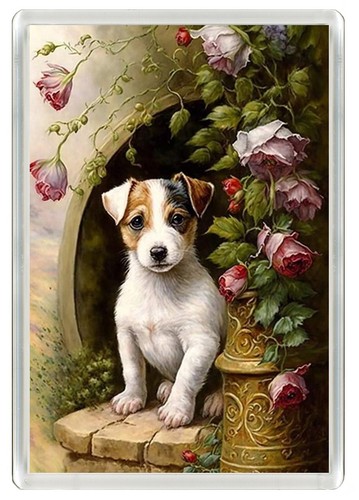 Jack russell terrier dog - jack,