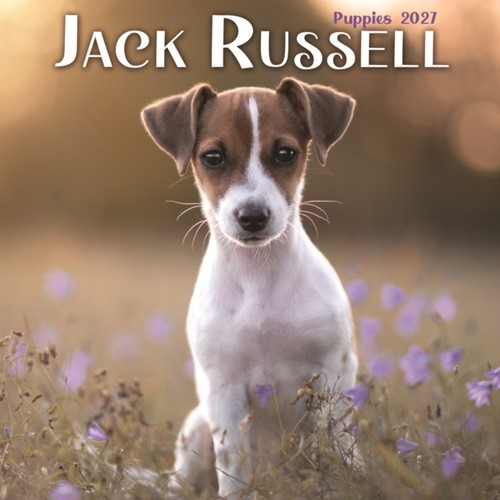 Jack russell puppies mini - jack,