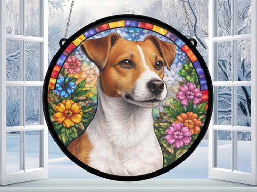 Jack russell terrier - jack,