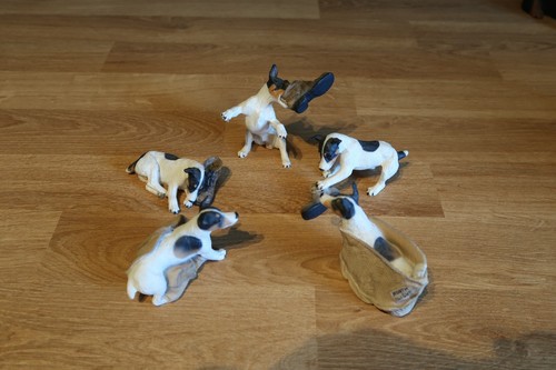 North light jack russell - light,