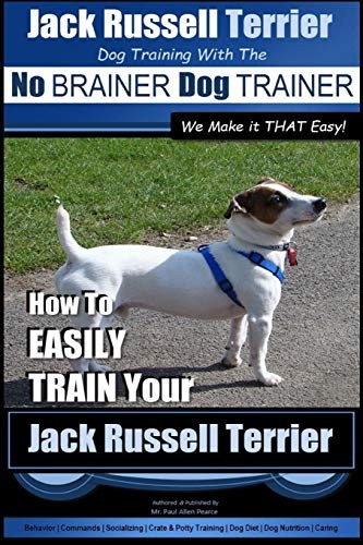 Jack russell terrier - jack,