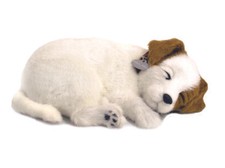 Precious Petzzz - Jack Russell