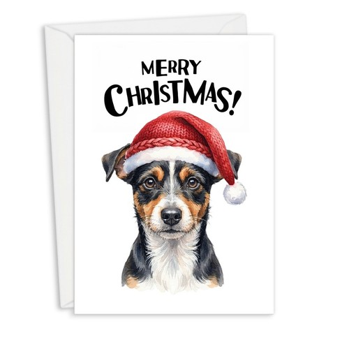 Corgi jack russell - jack,