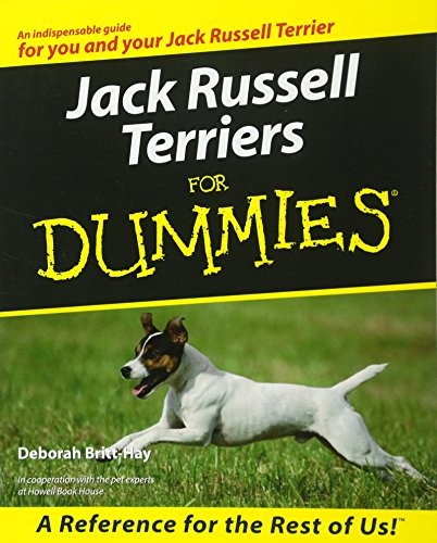 Jack russell terriers - russell,
