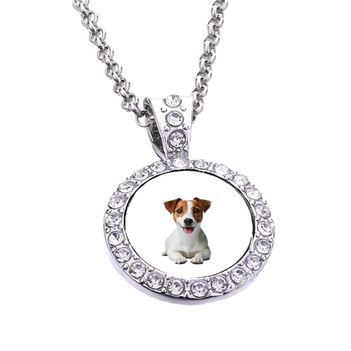Jack russell dog - jack, pet