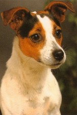 Jack Russell (1) Jumbo Fridge