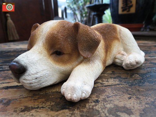 Sleeping jack russell puppy - sleeping,