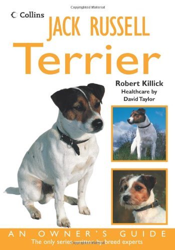 Jack russell terrier - jack, an