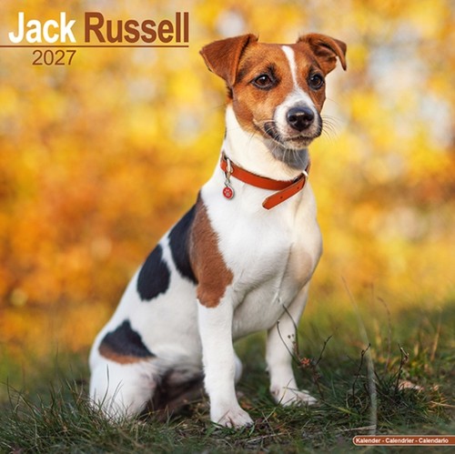 Jack russell wall avonside - russell,