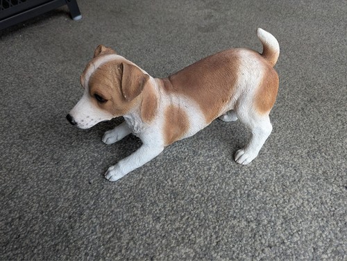 Hotant jack russell terrier - jack,