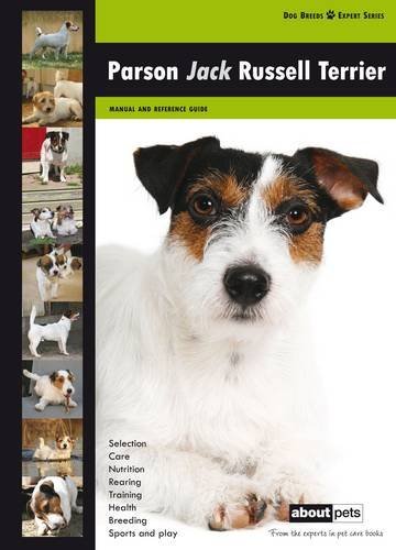 Parson jack russell terrier - jack,
