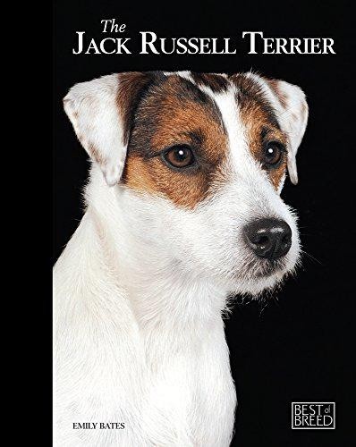 Jack russell terrier - jack,