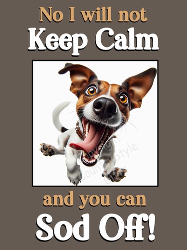 Jack russell terrier pet dog - jack,