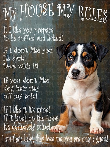 Jack russell puppy house - jack, my