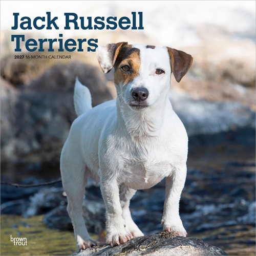 Jack russell terriers - terriers, calendar