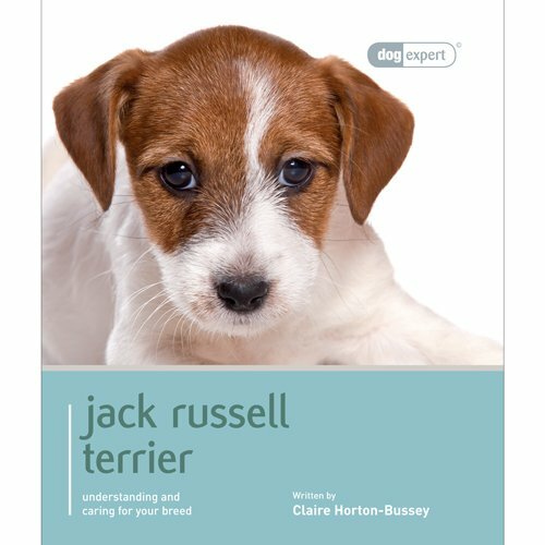 Jack russell terrier - russell, dog