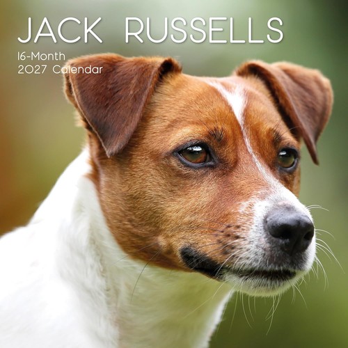 Jack russell dog x 12 - russell, 12"