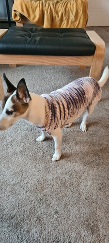 Hand knitted dog - knitted, jumper