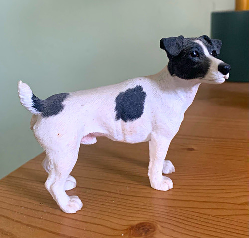 Jack russell terrier - jack,