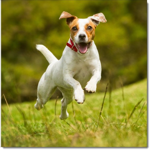 Doodlecards dog birthday card - dog,