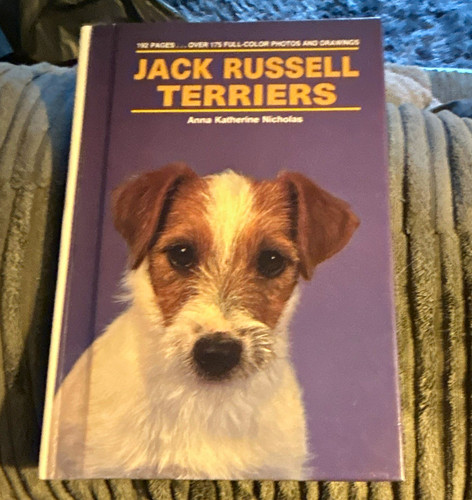 Jack russell terriers - russell,