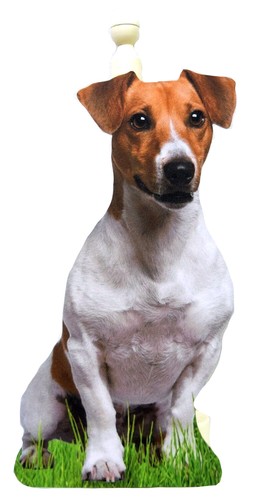 Jack russell kitchen roll - russell,