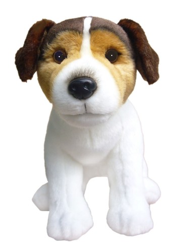 Jack russell tri coloured - tri,