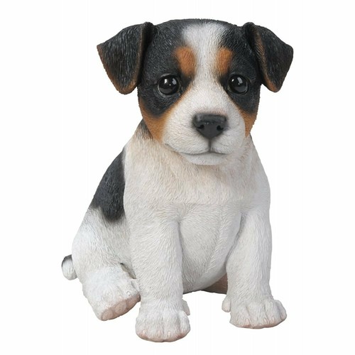 Tricolour jack russell - jack, dog