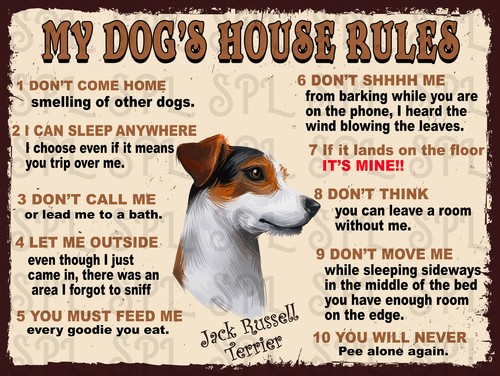 Jack russell terrier dog s - jack, dog's
