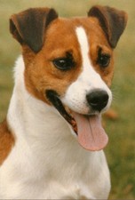 Jack Russell (2) Jumbo Fridge