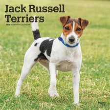 Jack Russell Terriers Calendar