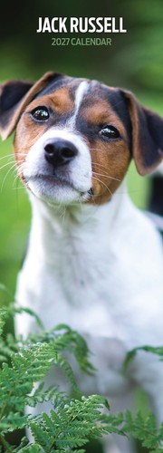 Jack russell 2027 - jack,