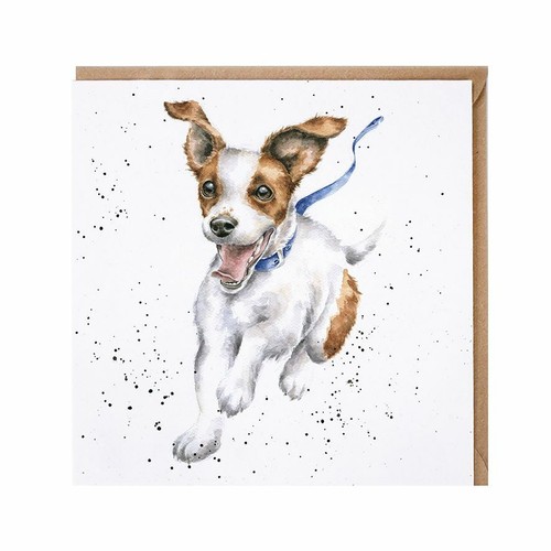 Funny jack russell - jack, dog