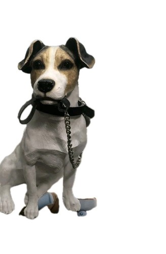 Jack russell terrior - jack,