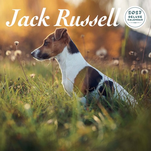 Jack russell 2027 deluxe - jack,