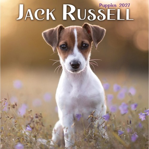 Jack russell puppies - puppies, mini