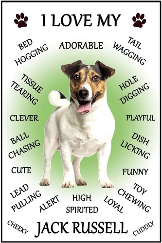 Jack russell dog love - russell,