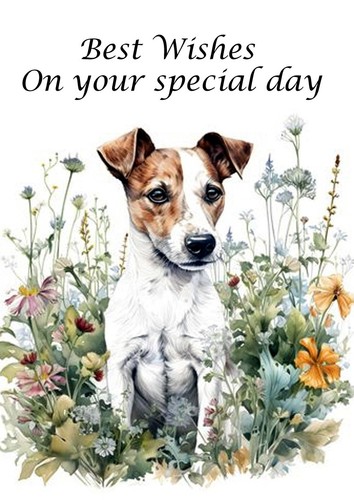 Jack russell terrier - jack,