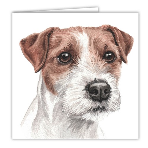 Parson jack russell terrier - russell,