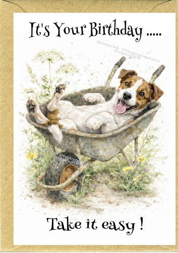 Jack russell terrier - jack, dog