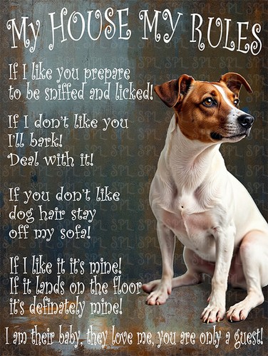 Jack russell dog - my, house