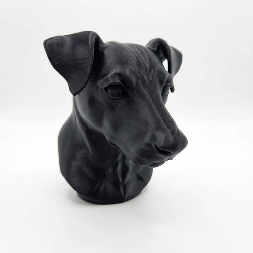 Jack russel dog - dog,